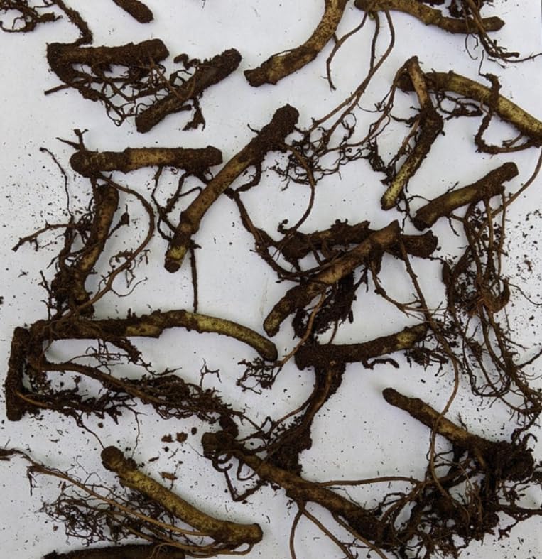 Miniatura 2 de 5 raíces de jengibre silvestre, plantas vivas de jengibre canadiense, cobertura del suelo, Asarum canadense (paquete de 5)