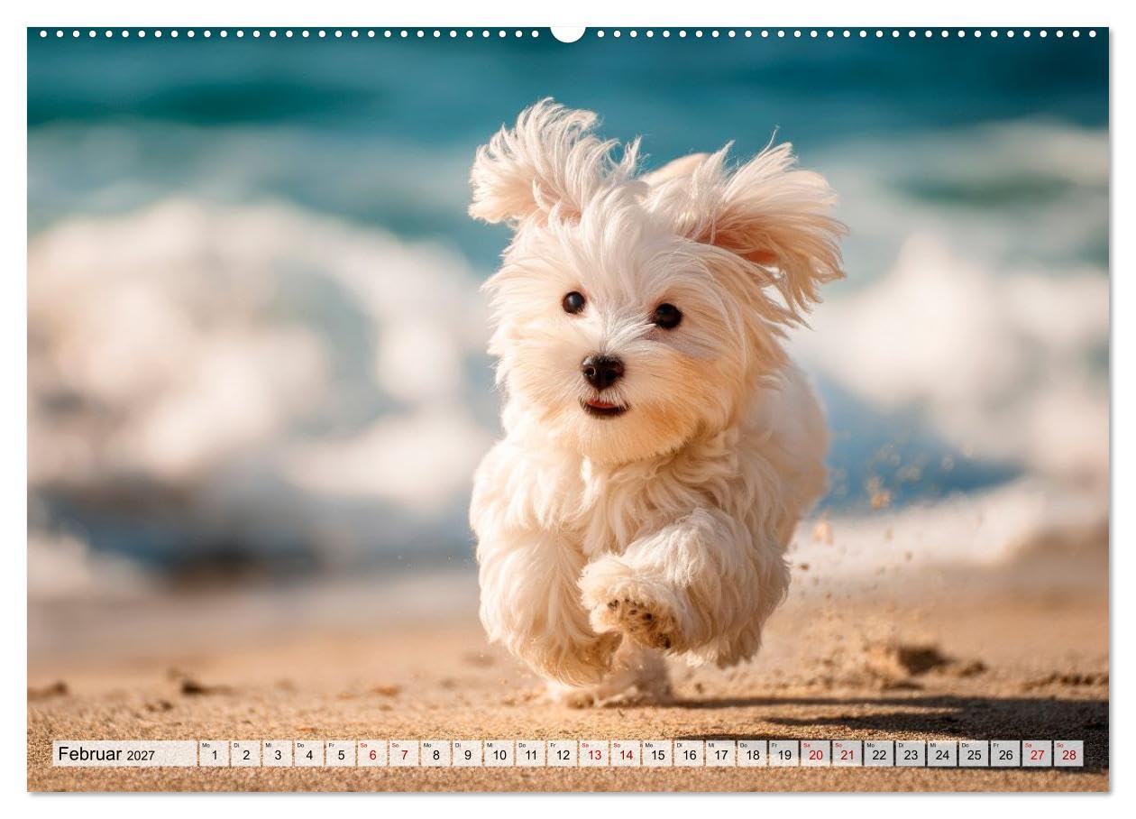 CALVENDO · Malteser - Hunde mit Herz und Charme (Kalender 2027) | DIN A2 Querformat · Wandkalender · Momente voller Anmut und Freude erleben