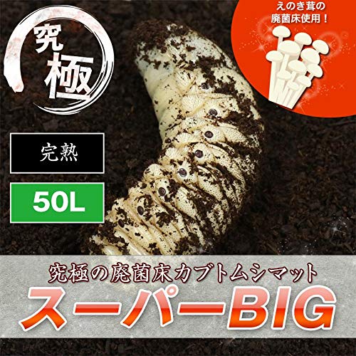 Amazon.co.jp: 【販売 むしや本舗】超高カロリー！ 廃菌床 完熟