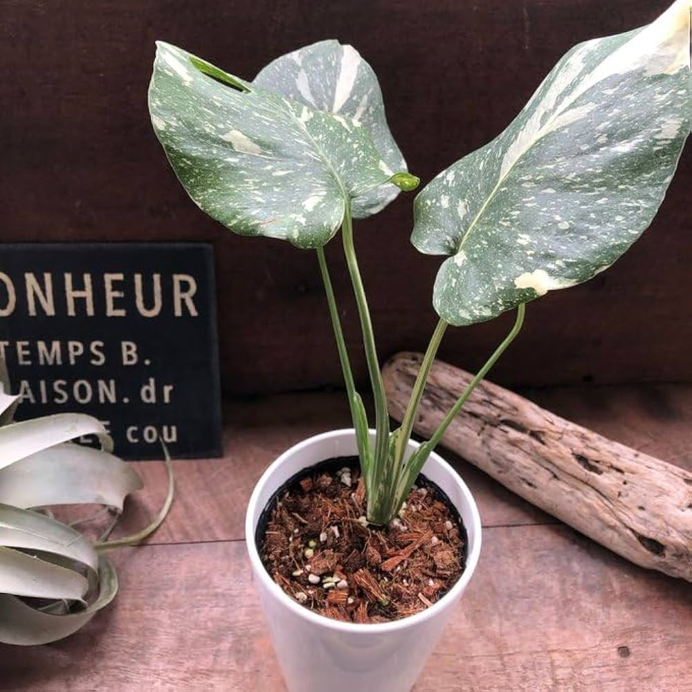 セール モンステラ オランダ産斑入りモンステラ Amazon|斑入りモンステラ 立派な観葉植物|観葉植物 オンライン通販