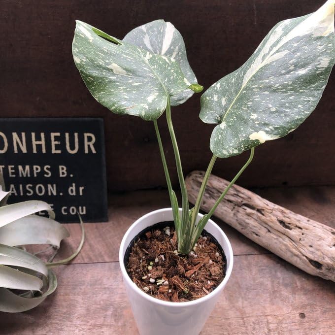 Amazon｜斑入りモンステラ 立派な観葉植物｜観葉植物 オンライン通販