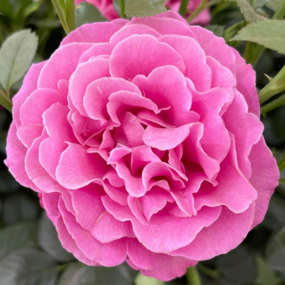 YouGarden Harkness Roses Gemma's Rose ® 4 Litre Pot