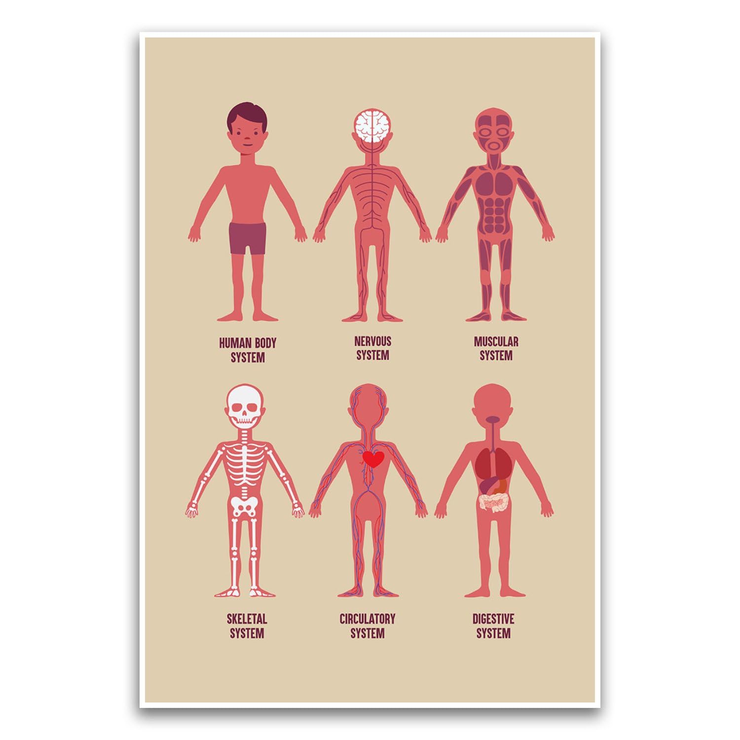 Human Body Systems Diagram Poster - Educational Learning Kids Classroom School Poster - 12 x 18 Inch Unframed Poster - Premium Poster On 100lb Gloss Paper - Printed In The USA FHJP1217