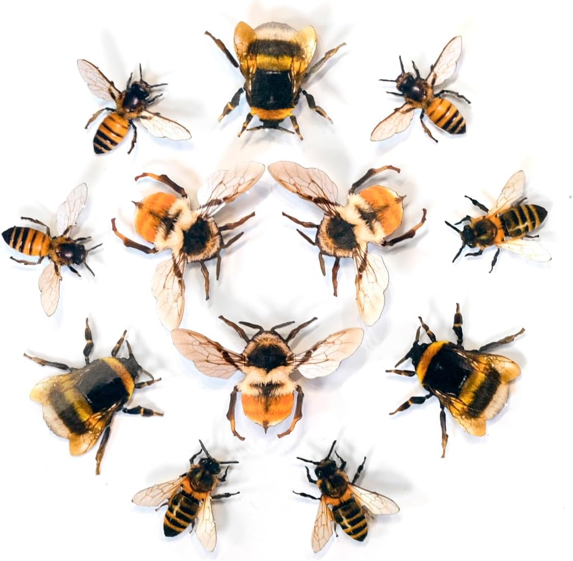 Realistic Paper Bees, Double-Sided Honeybee Craft Cutouts, The Bees Knees Faux Bumble Bee 12 Piece Set