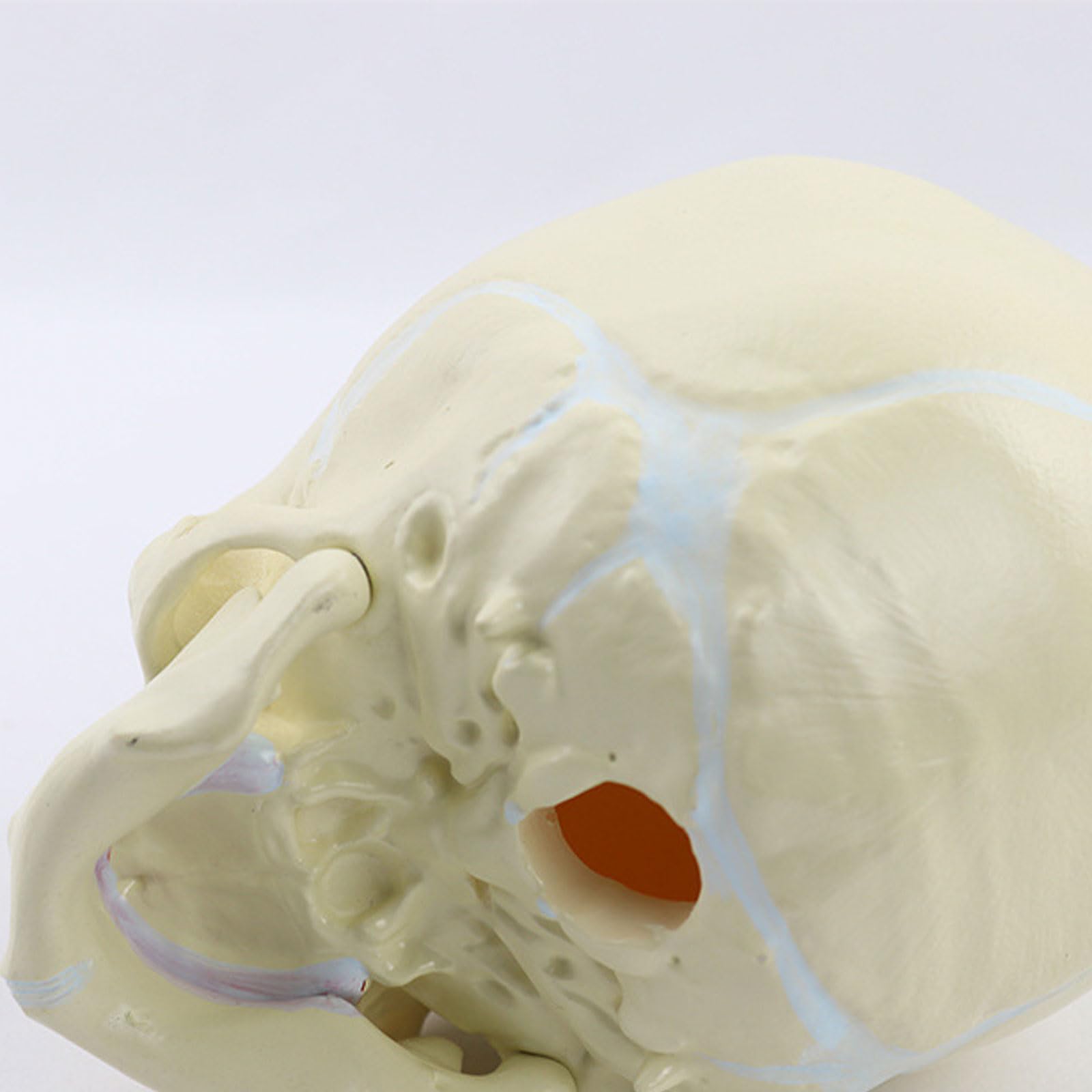 1: 1 Ludzki płod Dziecko Czaszka Medyczna Anatomiczny szkielet Model Nauki medyczne Materiały dydaktyczne Sprzęt edukacyjny