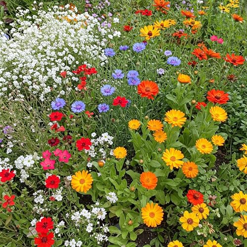 Image of Ferry-Morse Children's Garden Bulk Wildflower Seeds, 650,000+, 1 lb