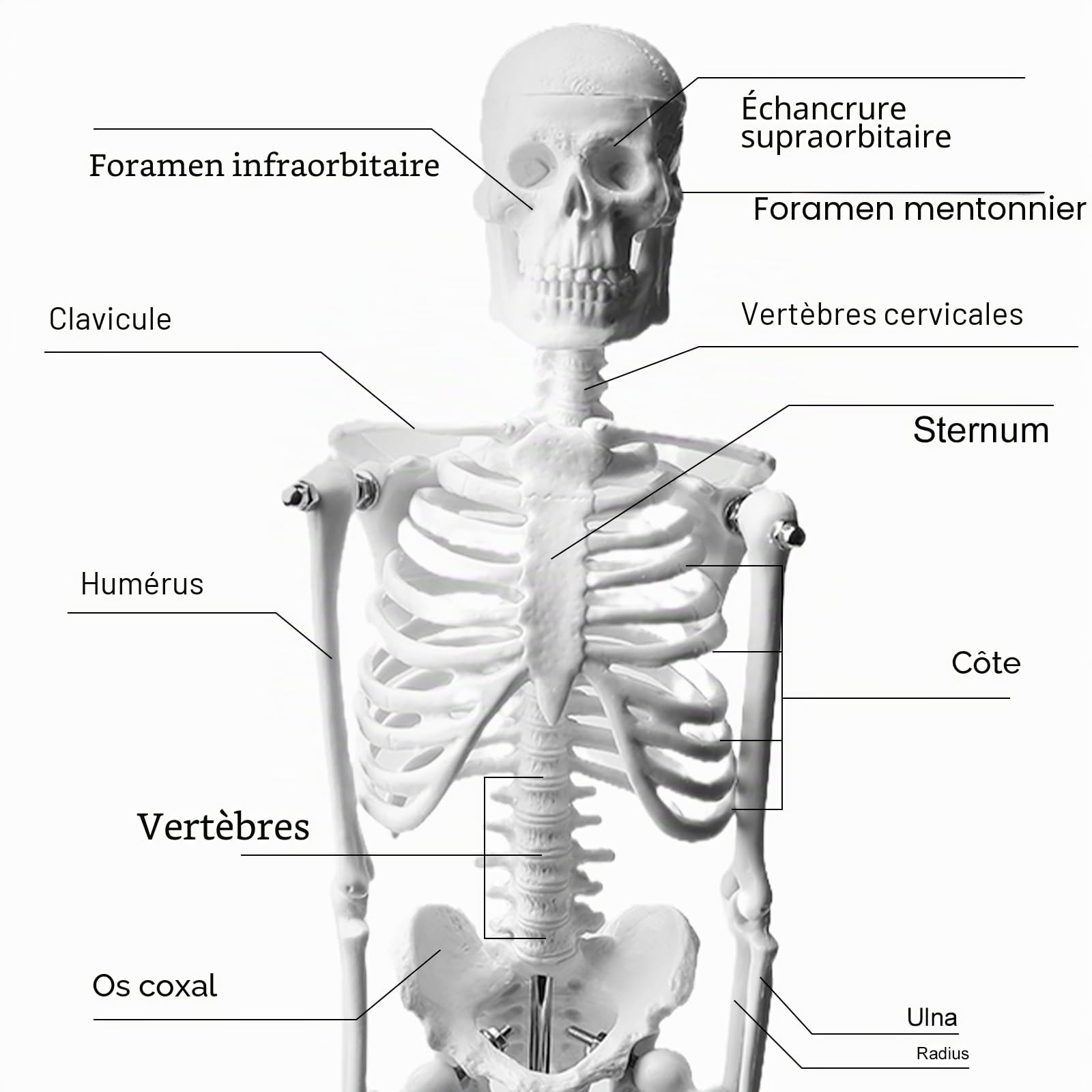 Modèle squelette humain 45 cm pour anatomie, petit squelette modèle anatomique, modèle d'anatomie fonctionnel pour les études de médecine et les cliniques