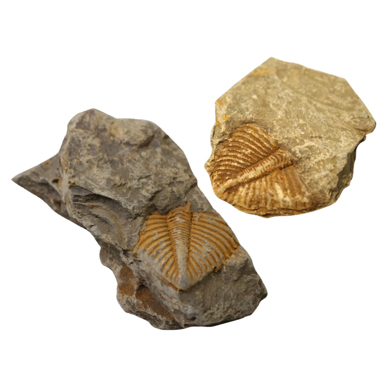 iplusmile2pcs Trilobite Fossil Kids Educational Toys Ocean Toys Fossils for Kids Trilobite Large Animal Ocean Animal Specimens Educational Plaything Fossil Specimen Fossil Model Decor Child