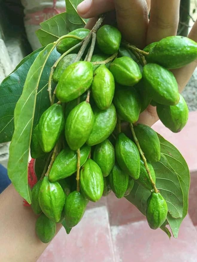 BeGrin Haritaki Harida Chebulic Myrobalan Myrobalan Harra Harad Manahi Katukka Nallakaraka Halle Karedha Ordo Hilika Kayastha Jivapriya Terminalia chebula Horitoki Hartoki Live Plant Without Pot (B0D182C8Q5) Amazon Price History, Amazon Price Tracker