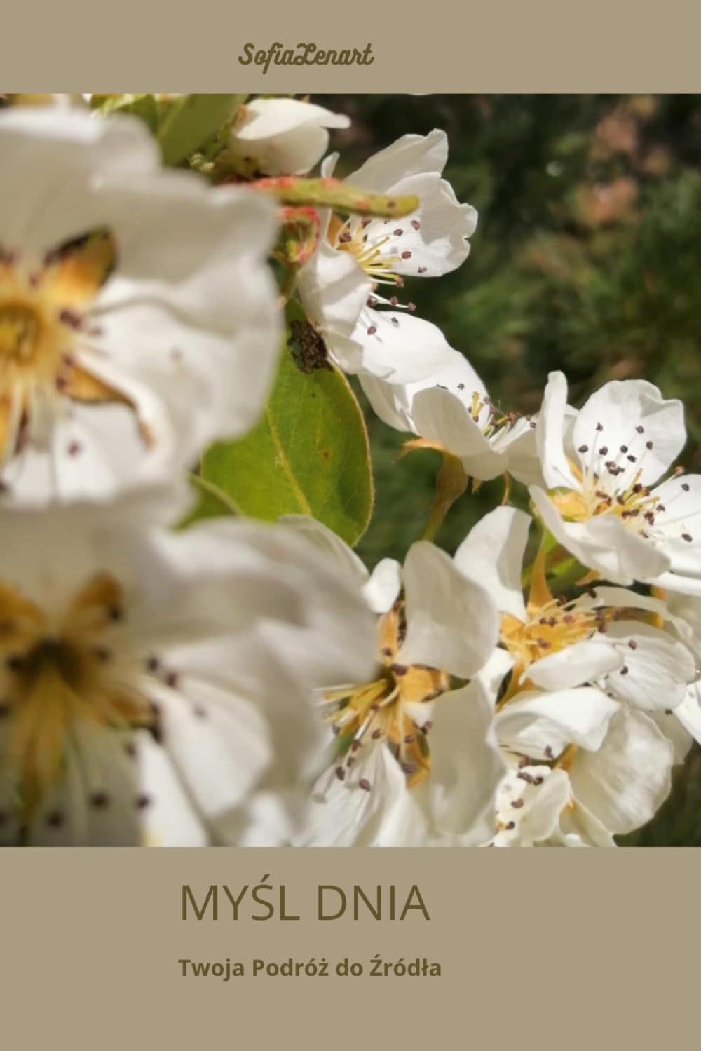 MYŚL DNIA: Twoja Podróż do Źródła