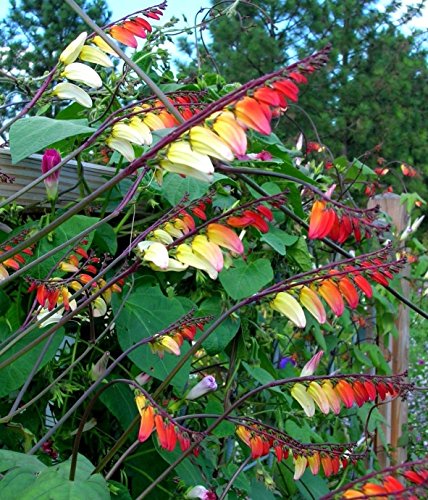 True Source Seeds - Mini LOBATA Spanish Flag Ipomoea Climbing Vine Annual Orange