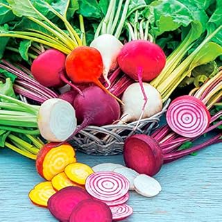 Rainbow Mix Beet Seeds, 50 Heirloom Seeds Per Packet, Non GMO Seeds, Botanical Name: Beta vulgaris, Isla's Garden Seeds