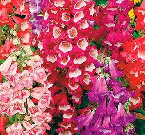 Miniatura 7 de Semillas Penstemon Hartwegii (Hartweg's Beardtongue) Mezcla Flores Perennes No OGM