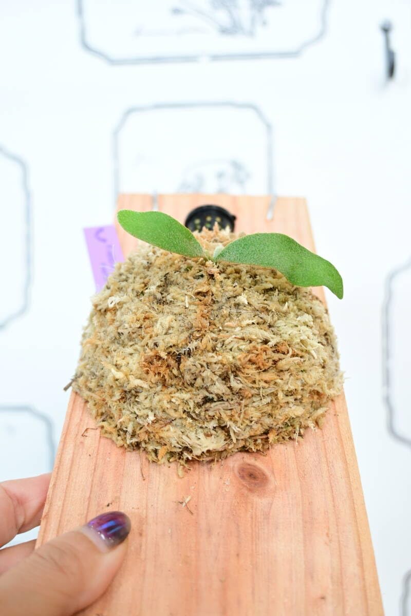 Amazon.co.jp: P.veitchii cv.Lisa(Compact Form) spored③ ＠ビカ森