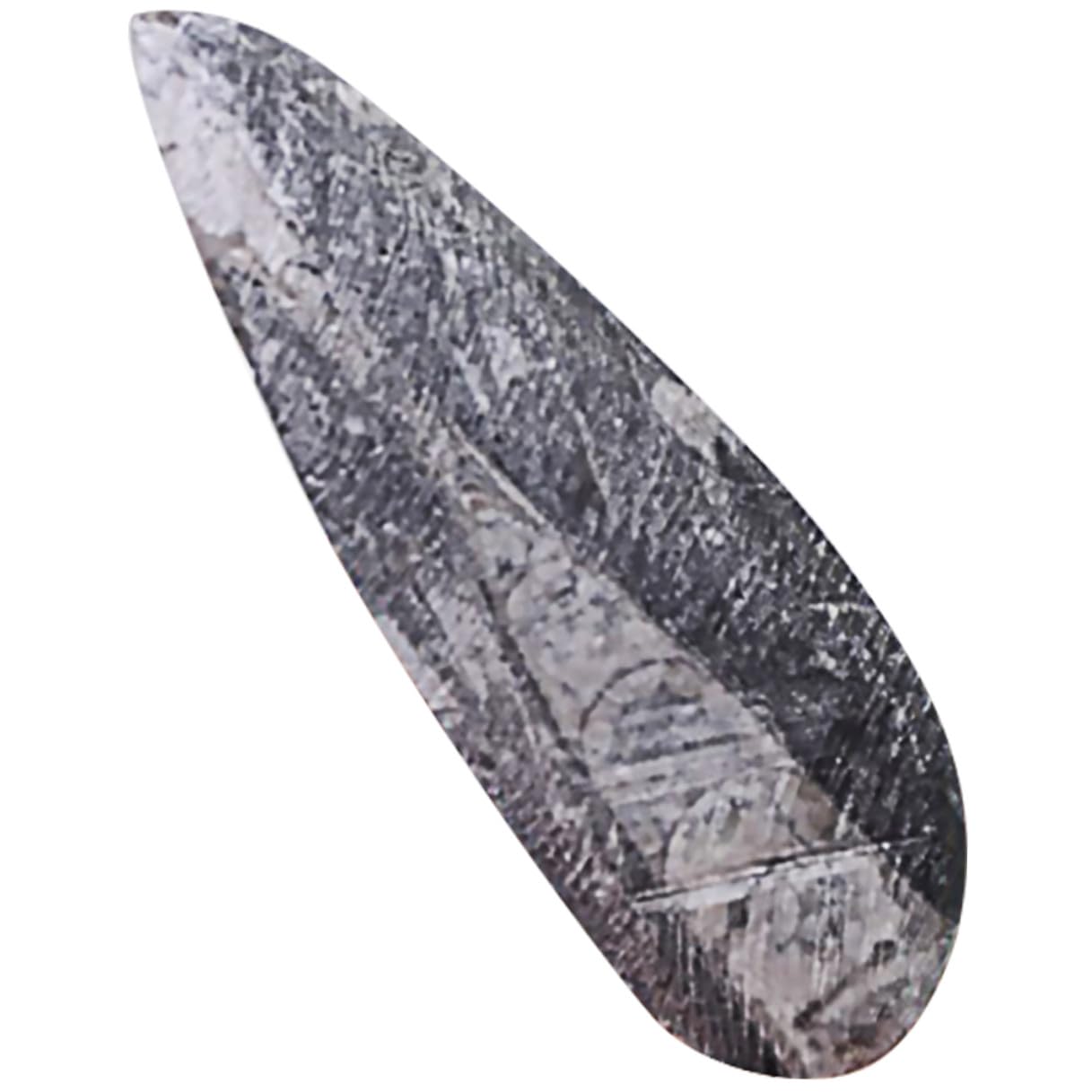 Fósil de Ortoceras Grande 1 Pieza, Muestra Educativa de Paleontología | Mineral Negro, Pieza de Colección y Estudio, Formato de Ejemplar Antiguo para Ciencias