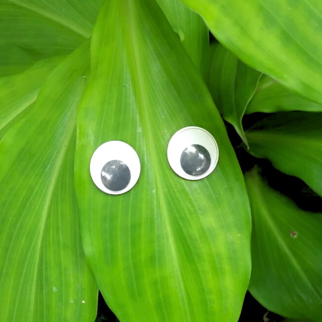 GARDENBASICS Plant Swag Eyes | Plant Magnets | Plant Safe Googly Eyes for Potted Plants | Magnet Charms | Plant Decor | Cute Plant Accessories for Garden Decor | Plant Peepers (B0DGF6FZ28) Amazon Price History, Amazon Price Tracker