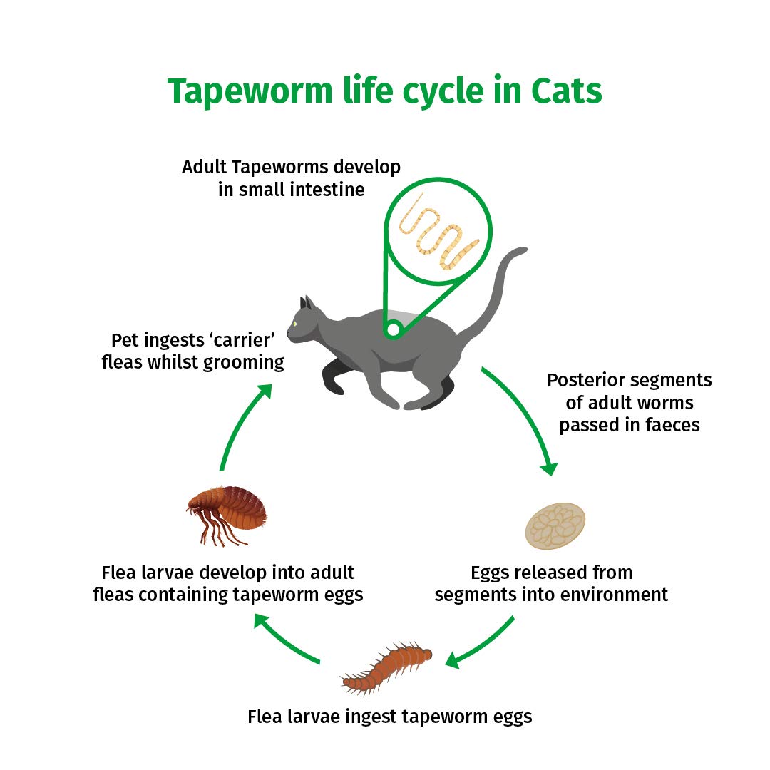 WORM SCREEN Cat (2 tablets) Cat Worming Treatment for Cats and