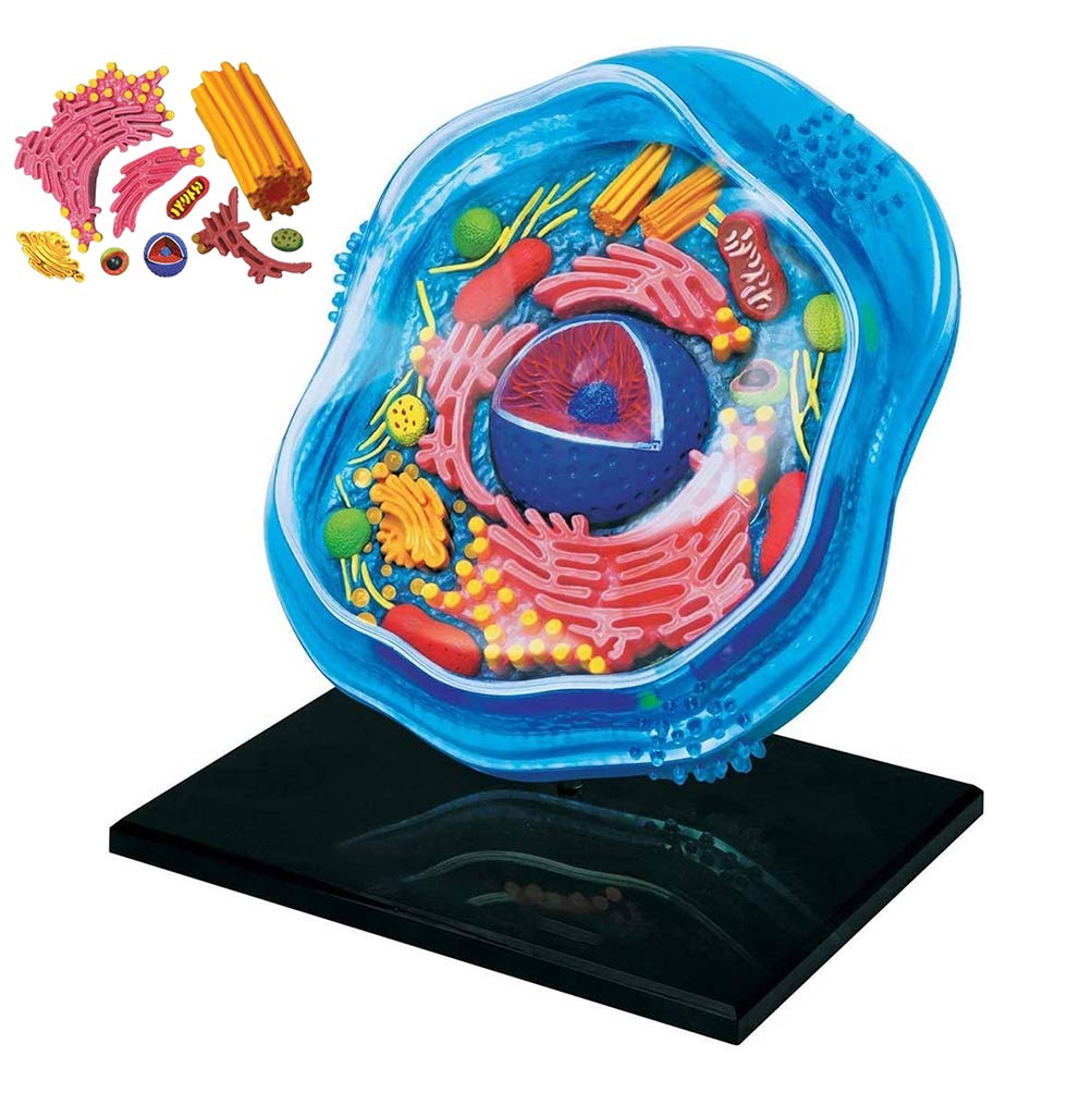 Teaching Model,Animal Cell Anatomy Model with 24 Detachable Parts Cell Anatomy Model Science Kit Detailed Assembly Toy for Study Display Medical Teaching Model