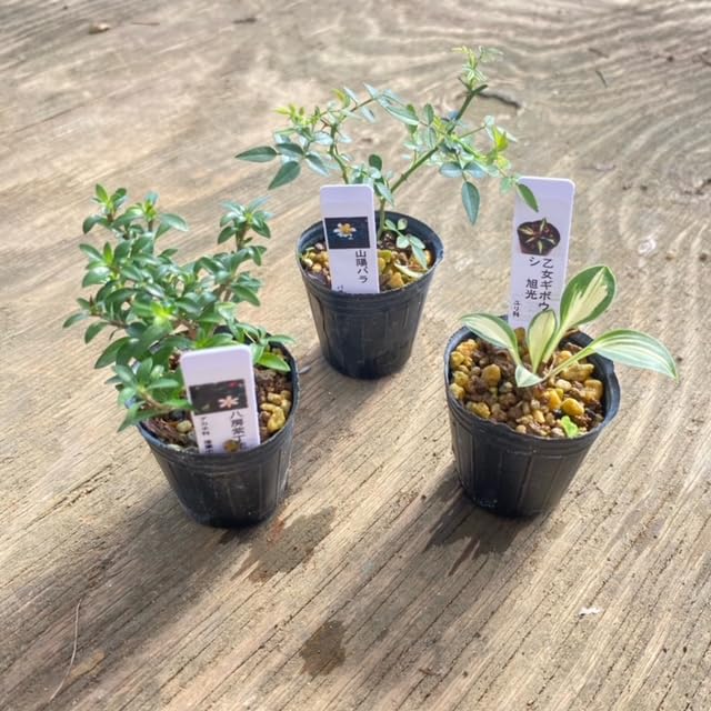 Amazon.co.jp: 苗：山野草6ヶセット【得】*さんやそう サンヤソウ