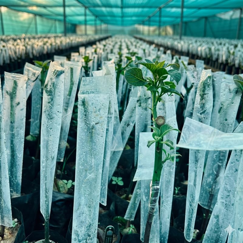 FarmCare Plant Grafting Cover Pack of 20 | 2x10 Inch Transparent Wrap | Garden & Nursery Grafting Bag for Mango, Guava, Citrus & Fruit Tree Saplings-image-26