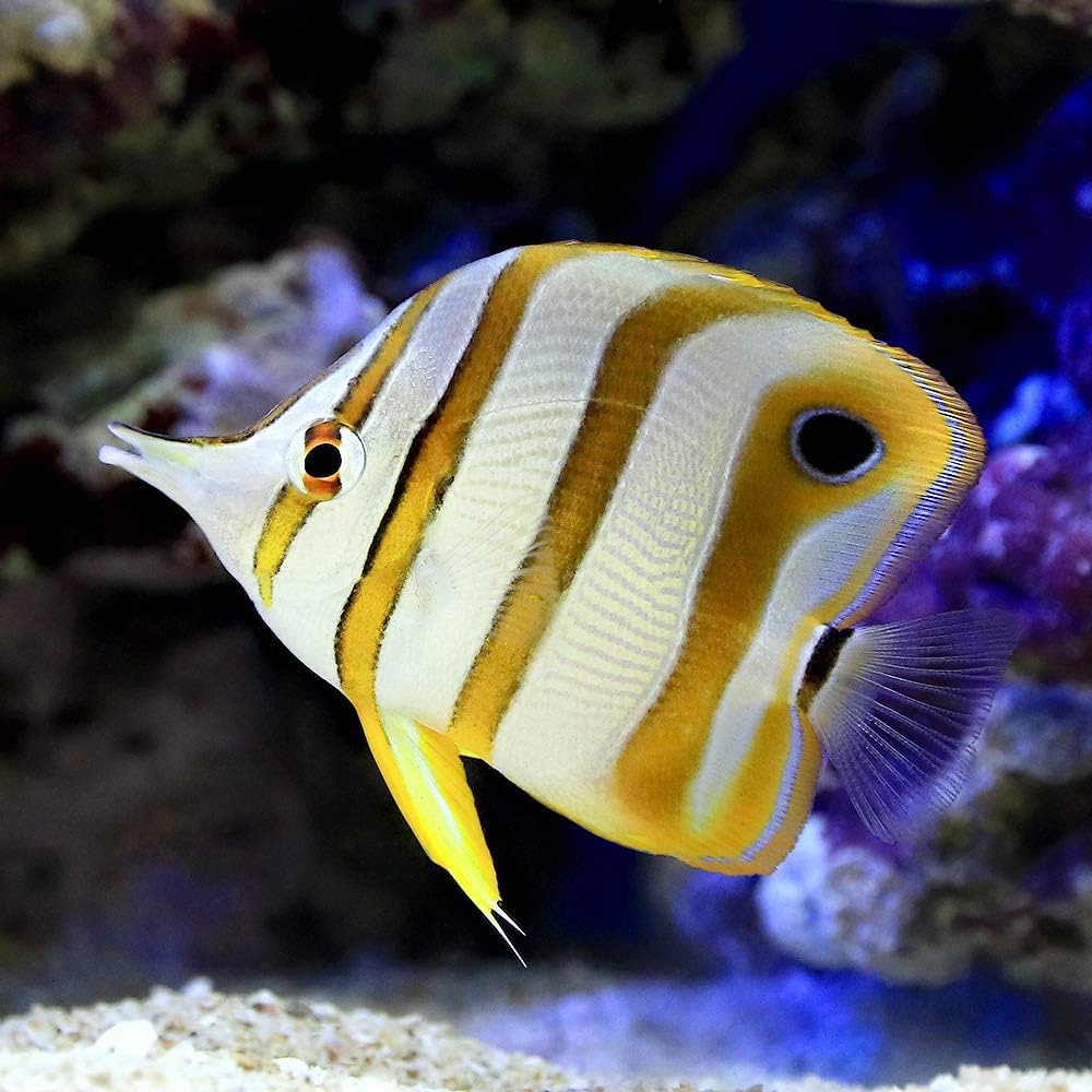 【飼育品】シナギフチョウ（メス、中国 四川省湖北） 飼育品シナギフチョウ（メス、中国 四川省湖北） <0907z標本・蝶