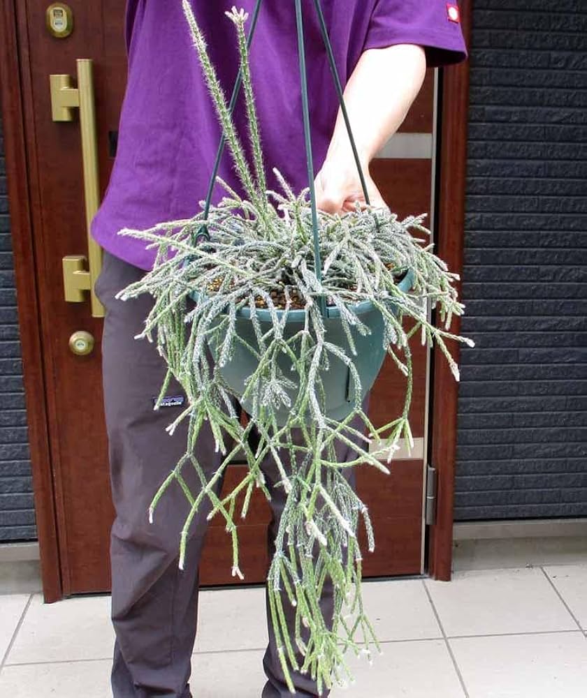 【現品】サボテン・リプサリス・パラドクサ・ファイン　7号　吊鉢　E8番 現品】サボテン・リプサリス・パラドクサ・ファイン 7号 吊鉢 E8番