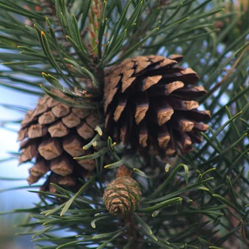 Myseeds.co Brand - World Of Fir, Pine, Spruce Tree Seeds For Bonsai, Hobby, Landscape, Ez-Pac You Choose Color (Scots Pine - 0.25 Oz) #TOP15