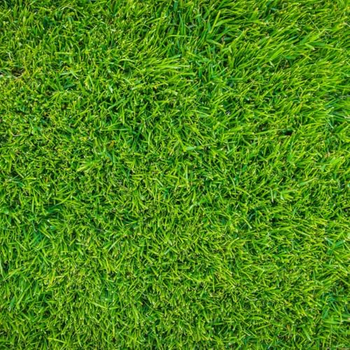 Radha Krishna Agriculture® Zoysia lawn grass seeds Fast Growing and Durable For Gardening (PACK OF 20 GRAM)