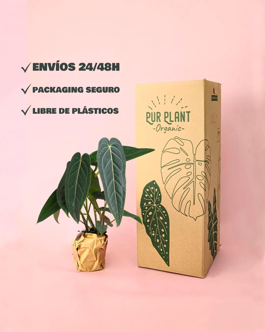 Anthurium Warocqueanum | Plantas Naturales Interior | Pur Plant