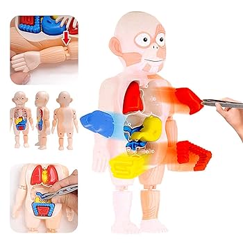 DS 解剖生理 セット Amazon.co.jp: 人間の男性生殖器系解剖学モデル、男性前立腺骨盤