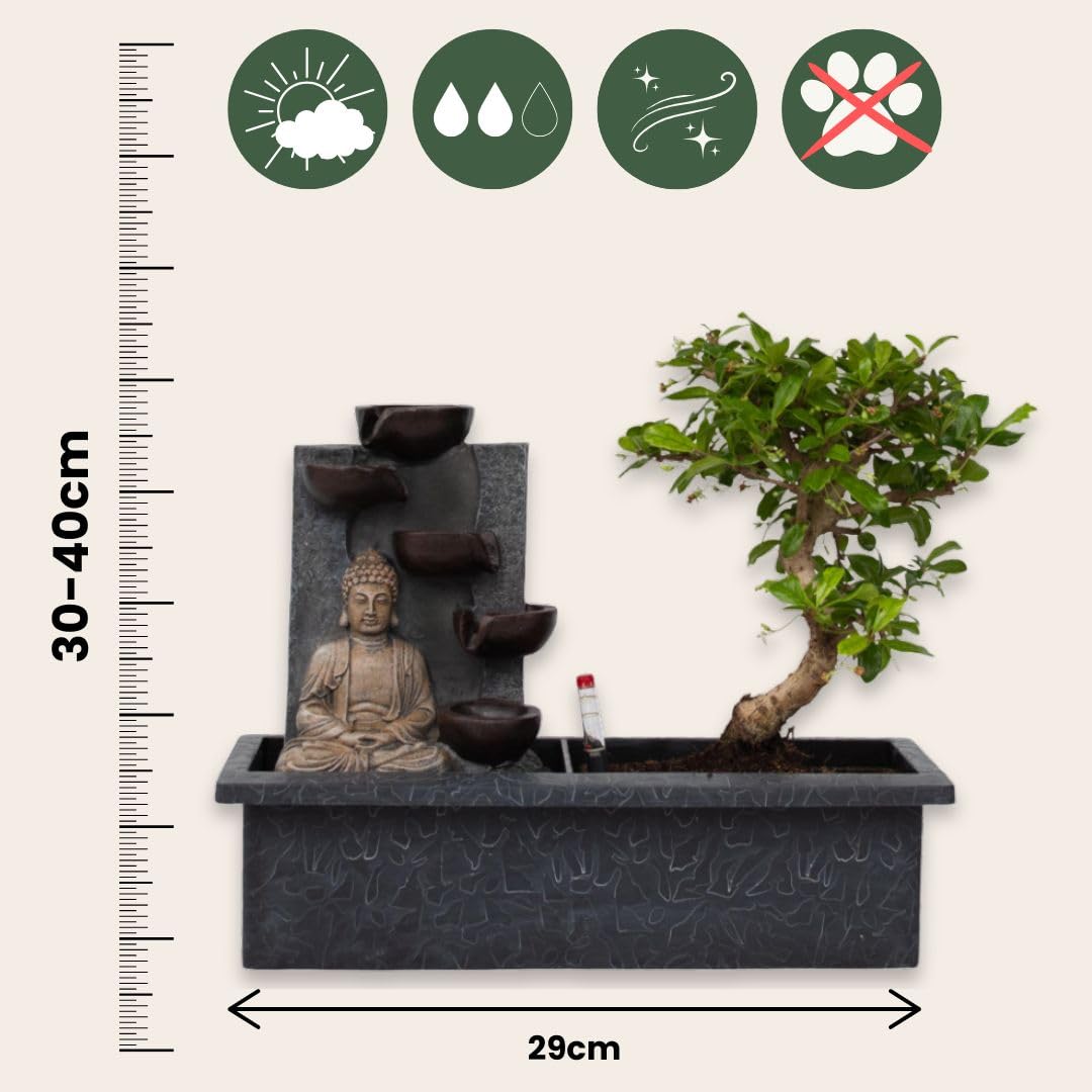 dracaena charly Dracaena Fragrans Green main image 0