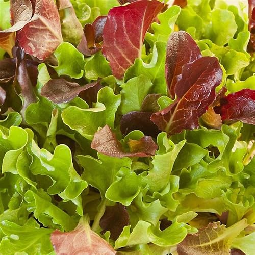 Organic Heatwave Mix Lettuce Seeds 500 Mg - Slow-Bolt Varieties for Hot Weather, Great Lakes, Oakleaf Royal, Iya Sol, Looseleaf & Bibb Lettuce for Summer Growing