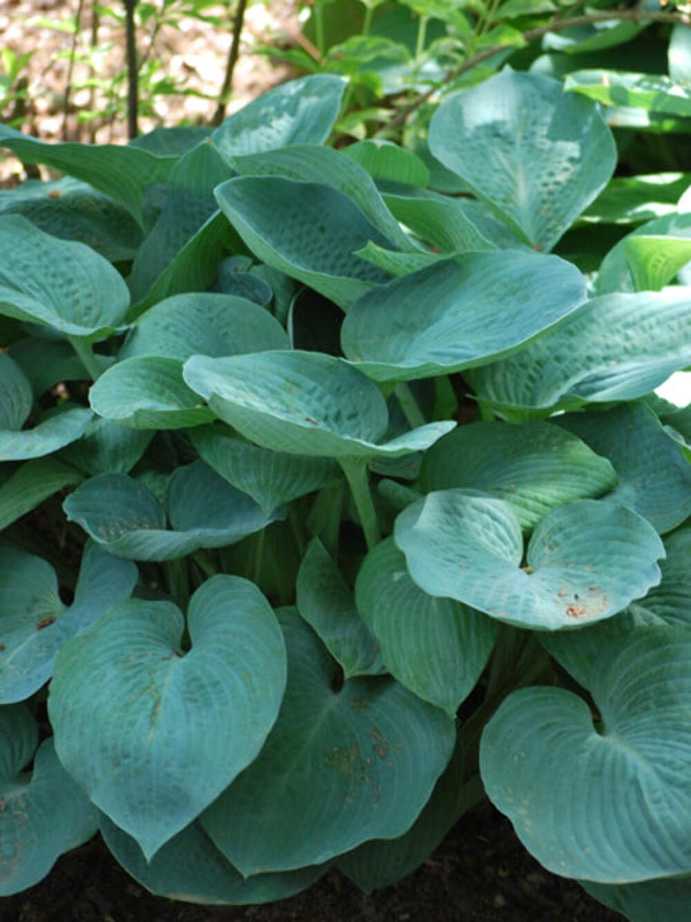 Perennial Farm Marketplace Hosta x 'Blue Angel' (Plantain Lily) Perennial, Size-#1 Container, Deep Bluish Leaves with White Flowers