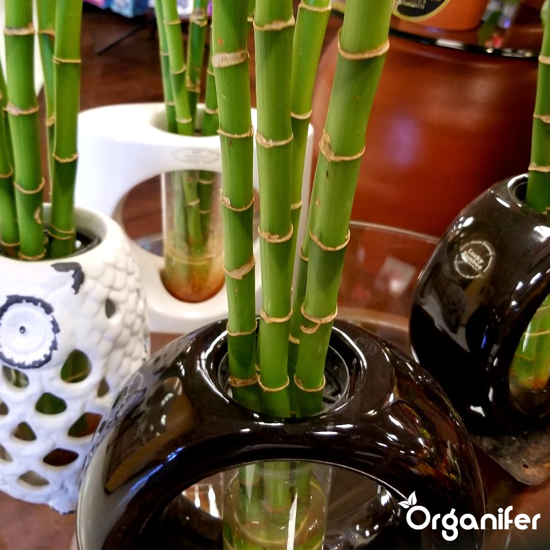 Lucky Bamboo Flüssigdünger - 10L - NPK 2-1-8 | Flüssig-Pflanzendünger Für Große Zimmerpflanzen-Sammlungen Und Innenräume - Organifer