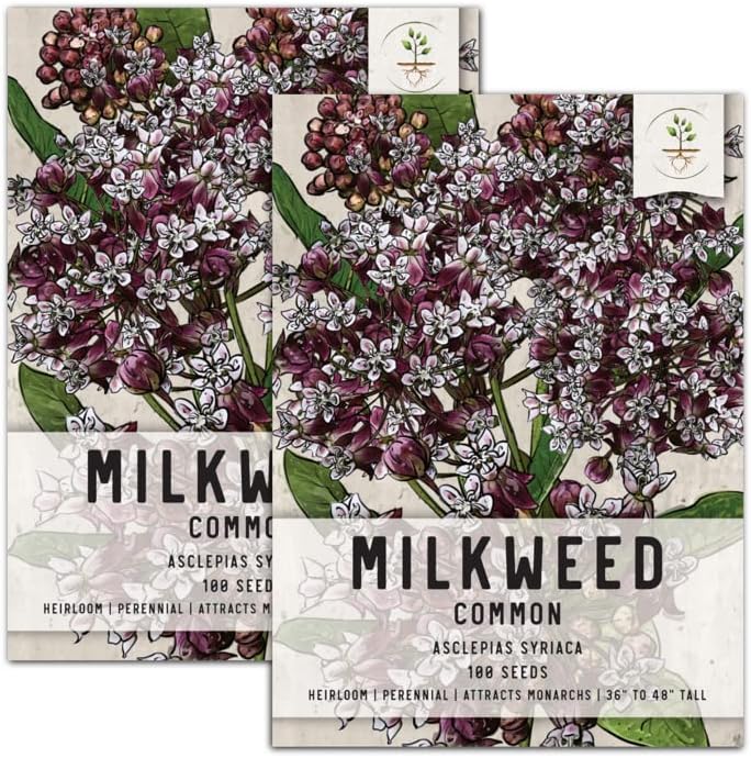 Seed Needs, Pink Common Milkweed Seeds for Planting (Asclepias syriaca) Heirloom, Untreated & Open Pollinated, Attracts Monarch Butterflies (2 Packs)