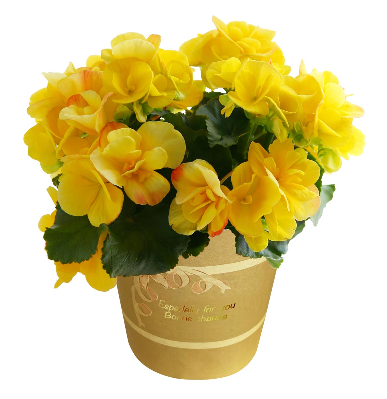 ベゴニア ルージュ 斑入り 希少 鉢のまま発送 匿名配送 ベゴニア