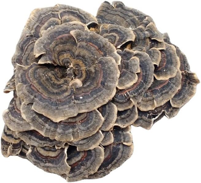 Miniatura 5 de Changbai Mountain Wild Trametes versicolorCORIOLUSTrametes 35.3 Oz.