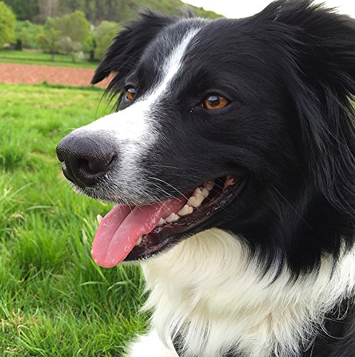 Border Collie Dog Greeting Card - Square