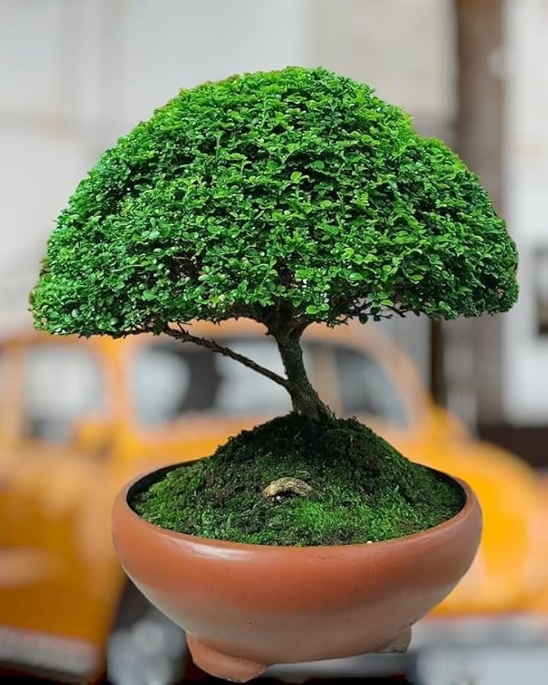 Oxygen plants for office desk,Table Kamini Bonsai Plant Live A Table Display of Home Beauty" Oxygen Live Plant For Indoor Home Dacoration With Pot