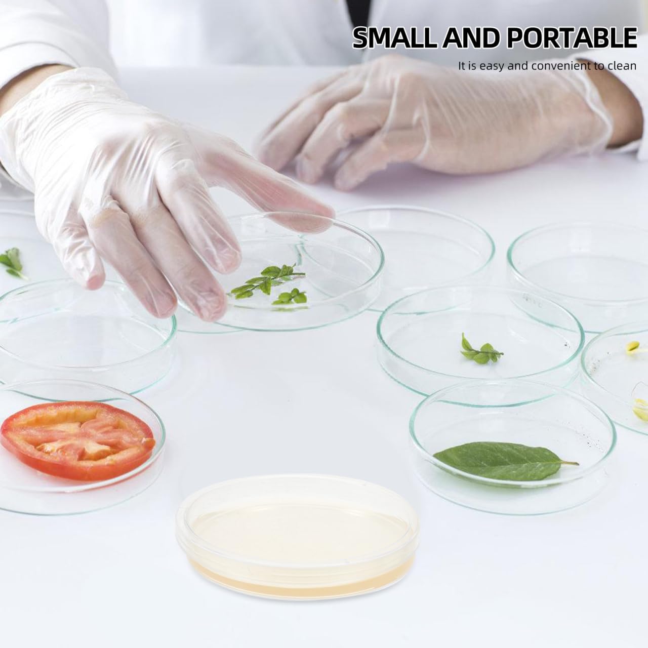 Baluue Piastre Petri Con Agar Preversate 3.54 Pollici 20 Pezzi Forniture Laboratorio Per Coltura Microbiologica Progetti Scientifici E Sperimentazioni Educative