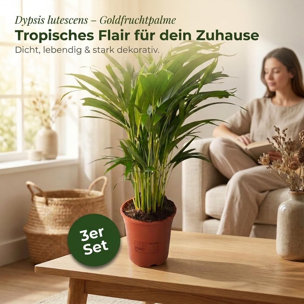 Goldfruchtpalme | 3er-Set | Dypsis lutescens | ca. 40-50 cm | ø 12-15cm Topf | Pflegeleichte Zimmerpflanzen für Wohnung und Büro | Qualität vom Pflanzen Profi | Ideale Raumbegrünung
