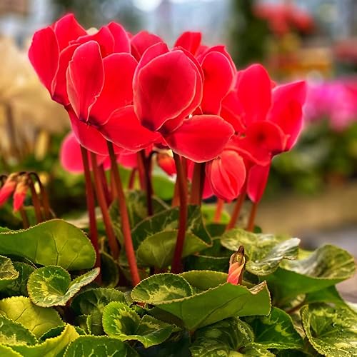 Miniatura 2 de Planta de ciclamen rojo vivo, planta de flores de ciclamen vivo, maceta de 4 inc
