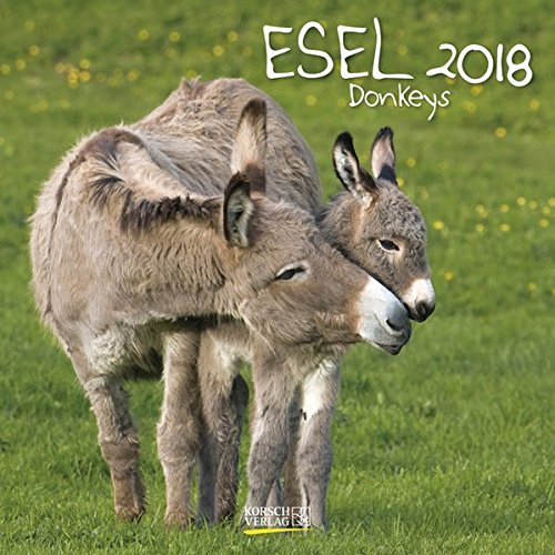 Esel 2018: Broschürenkalender mit Ferienterminen und Bildern von süßen Eseln. 30 x 30 cm Esel 2018: Broschürenkalender mit Ferienterminen und Bildern von süßen Eseln. 30 x 30 cm