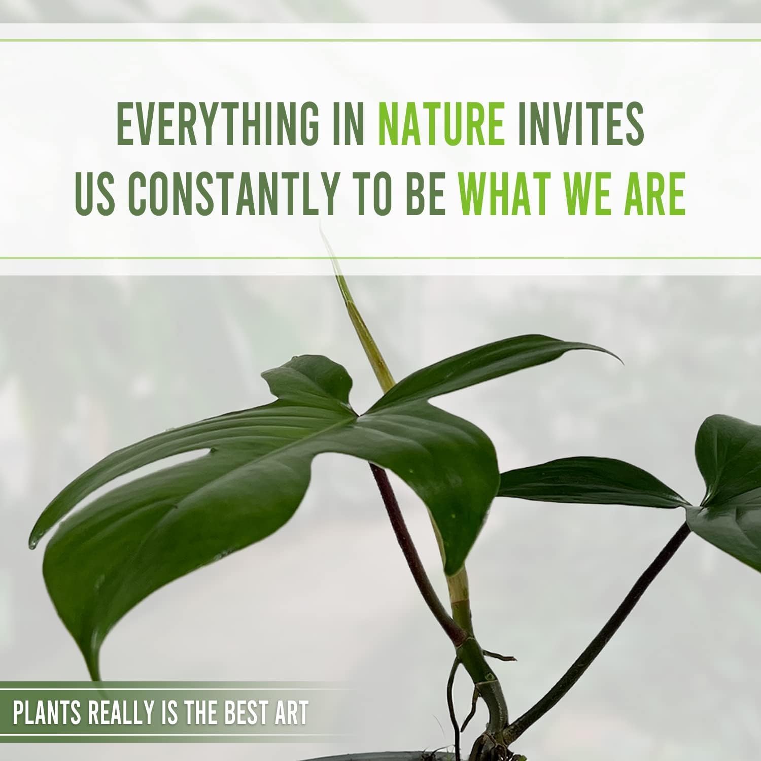 LEAL PLANTS ECUADOR Philodendron Florida Green (Pack of 2)| Exotic Low-Maintenance Houseplant | Perfect for Living Rooms & Indoors | Lush Live Philodendron Plants | Florida Green Indoor Houseplant