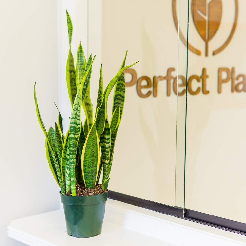 Buy Perfect Plants Liquid Snake Plant Fertilizer 8oz. of Premium