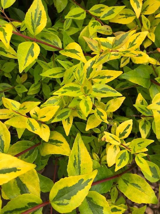 Abelia grandiflora 'Francis Mason' (3 Gallon)