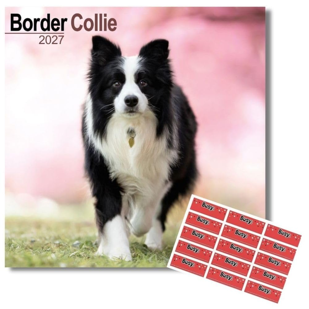 Avonside Border Collie 2027 Calendar with Organisational Stickers, 16 Month Square Wall Calendar (Sept 2026 - Dec 2027), UK Planner For Dog Lovers, Home or Office, 11.6 x 11.6 in