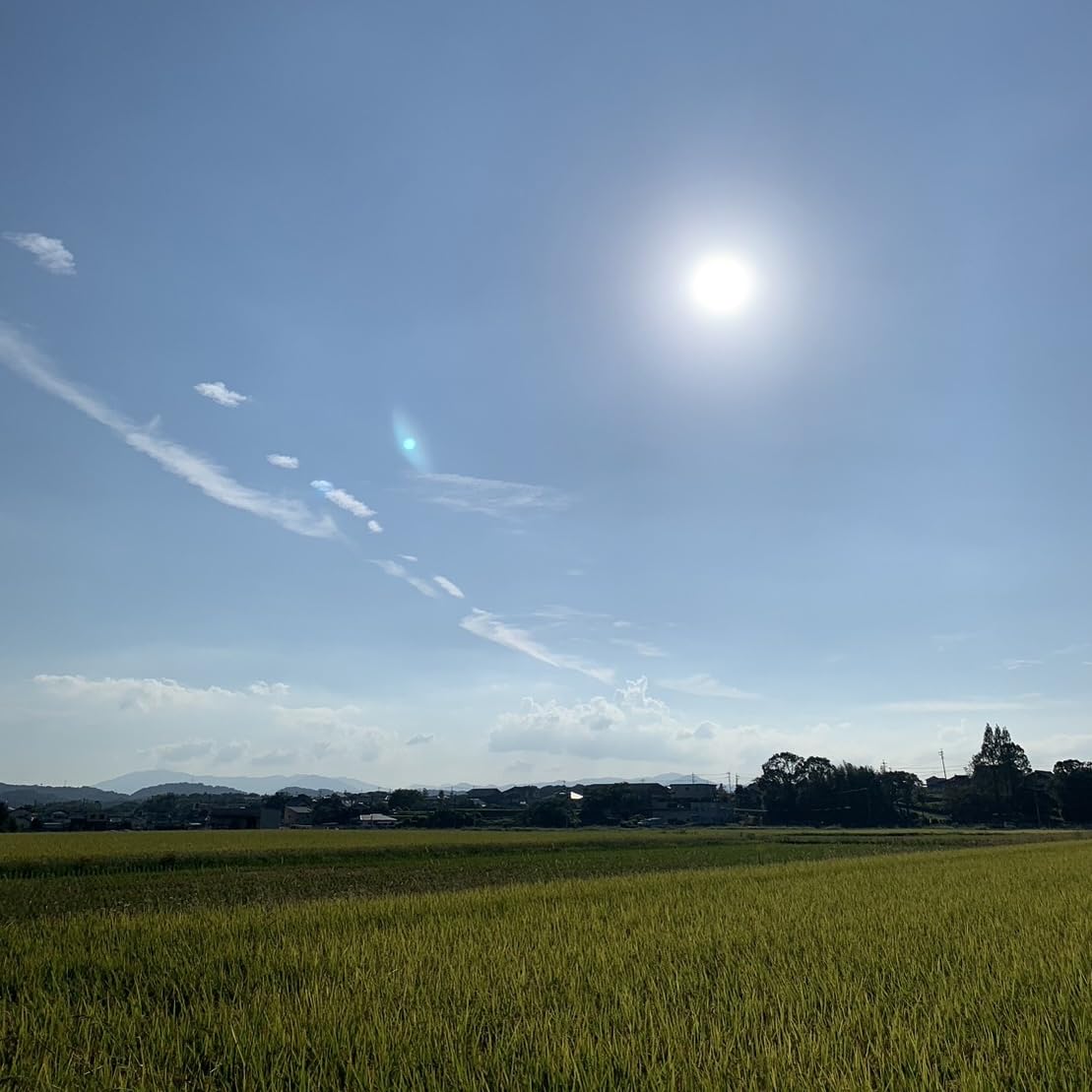 Amazon.co.jp: 佐賀県産 令和7年 玄米 20kg (10k×2袋) 夢しずく 完全無