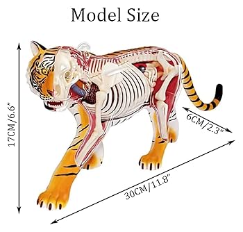 Amazon｜モデル動物トラ解剖学モデル28取り外し可能な臓器と体の