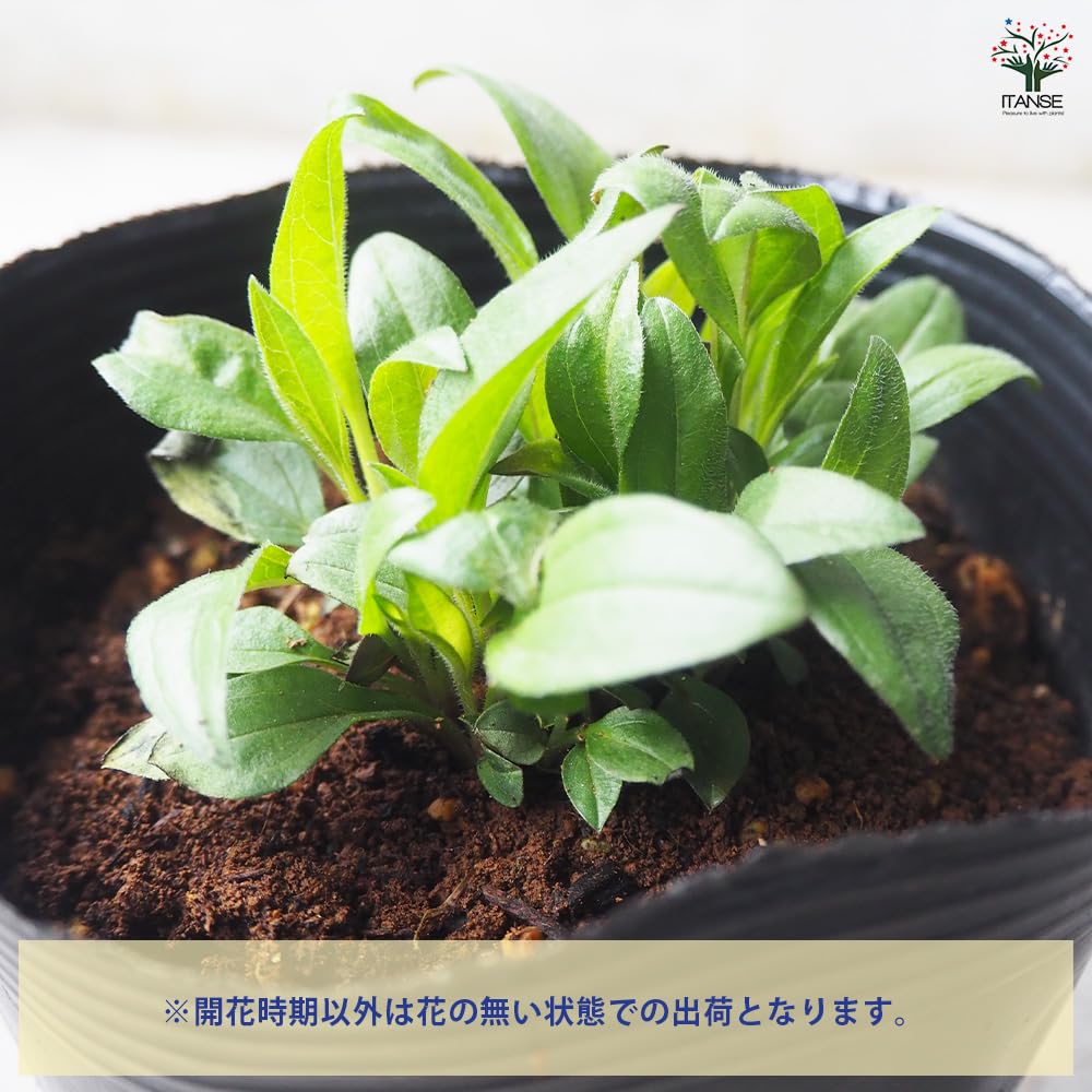 Amazon.co.jp: ITANSE エキナセア センセーションピンク 4.5号 1